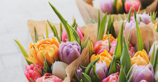tulipanes